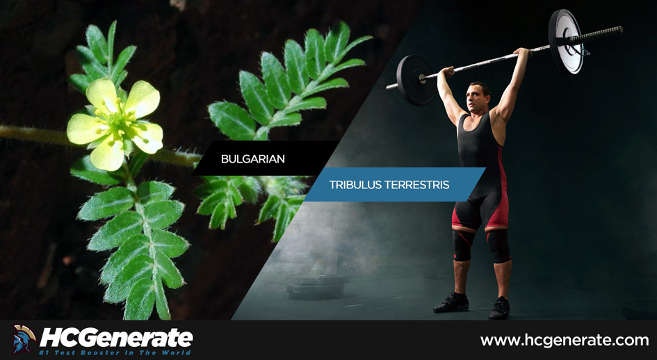 tribulus terrestris bodybuilding reviews