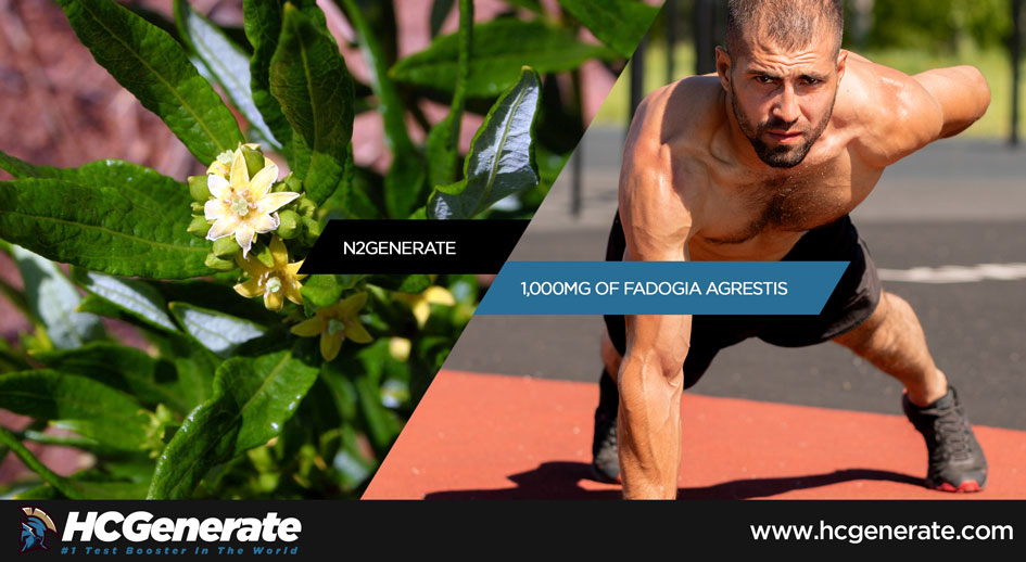 fadogia agrestis dosage for testosterone